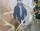 XL Nice Red Stag Shoulder Mount