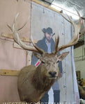 XL Nice Red Stag Shoulder Mount