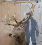 XL Nice Red Stag Shoulder Mount