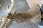 XL Nice Red Stag Shoulder Mount