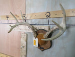 Whitetail Rack on Plaque 445