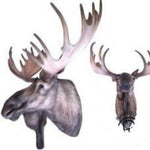 Moose Wall Mount