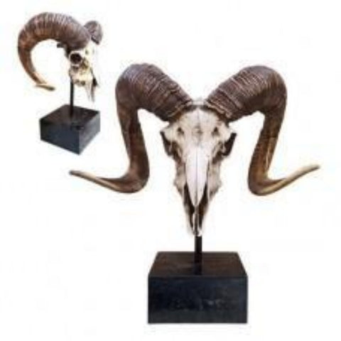 Ram Skull Stand Décor